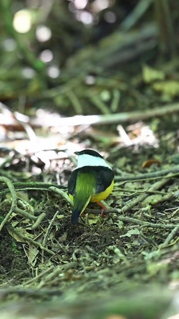 Collared manakin in foliage.