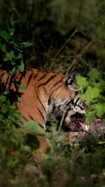 A tiger walking along a forest track in Panna Tiger Reserve.