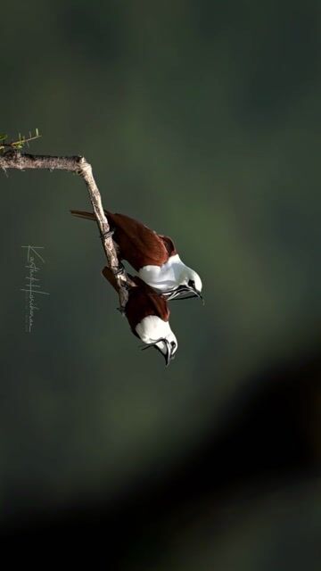A three-wattled bellbird perched in cloud forest foliage in Costa Rica.